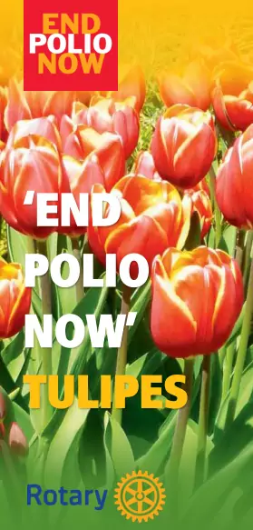 capture tulipes.png